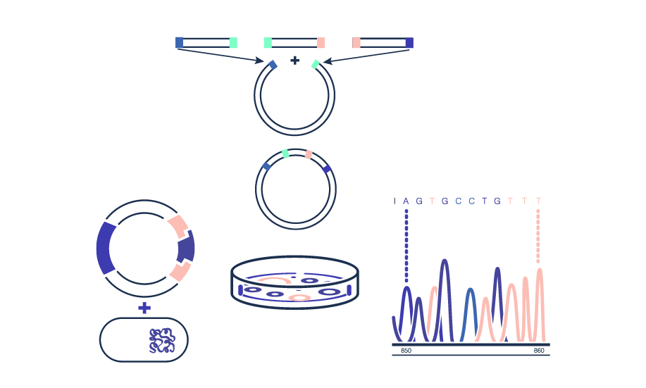 Gene Assembly - Synthetic Biology