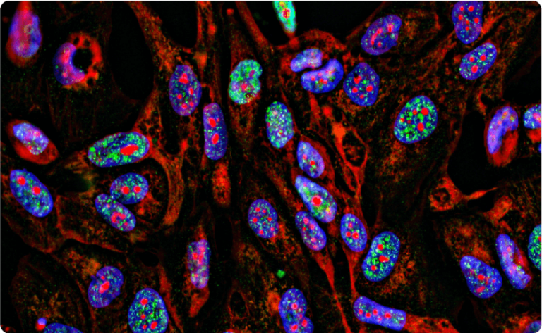 High Content Screening And Imaging